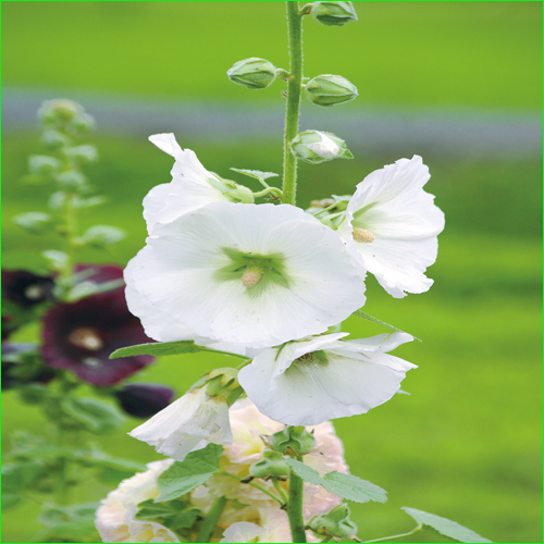 花苗(宿根草・多年草)の販売店「花育通販」