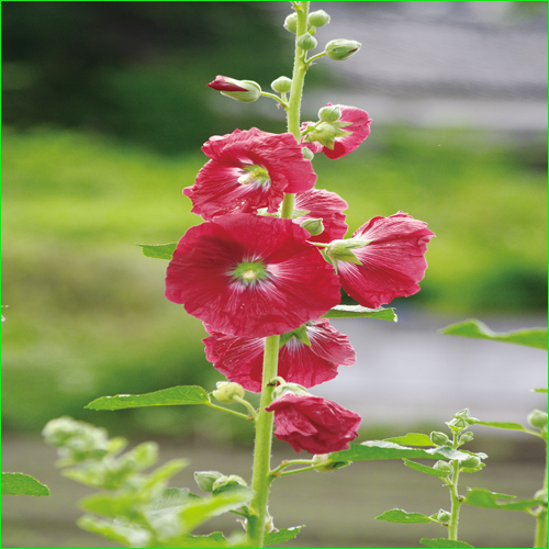 花苗(宿根草・多年草)の販売店「花育通販」