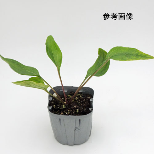 セナシサン 夏の宿根草「エキナセア・サンシーカーズ サーモン」の苗を販売【花育通販】