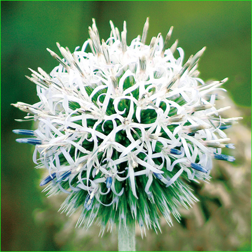 花苗(宿根草・多年草)の販売店「花育通販」