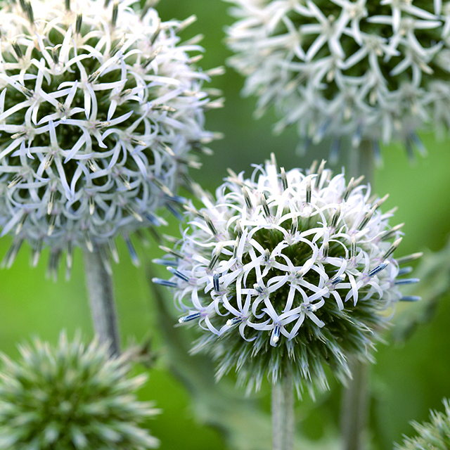 瑠璃玉アザミ　エキノプス　ドライフラワー　花材 瑠璃玉アザミ エキノプス ドライフラワー 花材 瑠璃玉アザミエキノプス