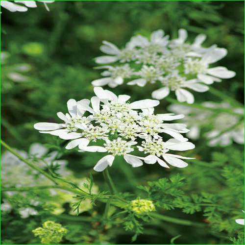 花苗(宿根草・多年草)の販売店「花育通販」