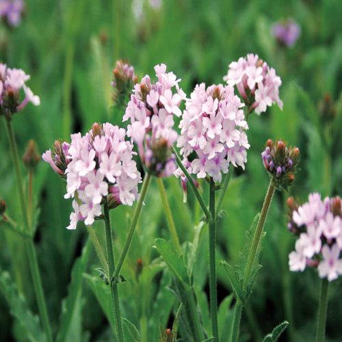 宿根草 バーベナ バンプトン 抜き苗 幼苗（小さめ）10本+α大小 宿根