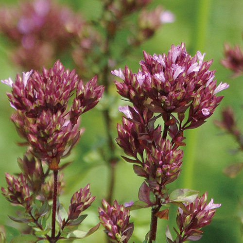 花苗(宿根草・多年草)の販売店「花育通販」