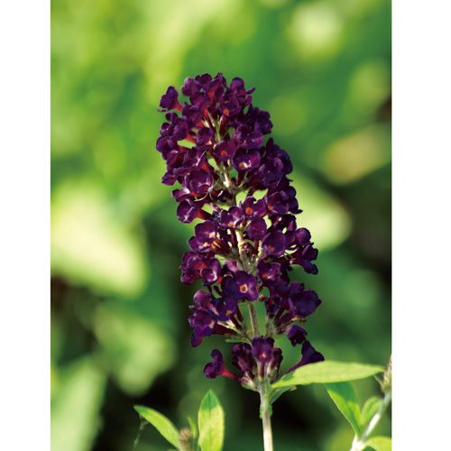 花苗(宿根草・多年草)の販売店「花育通販」