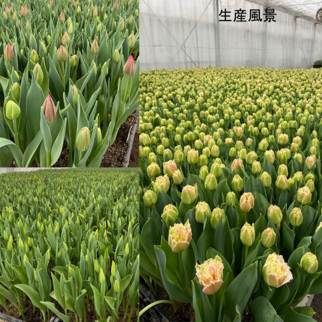 生花・切花 「チューリップの花束(ミックス11本)」富山県砺波市産 フラワーギフト 誕生日 記念日 お祝い