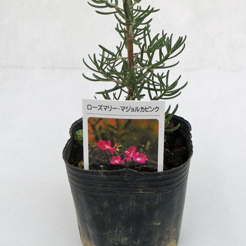ハーブ（香草）苗なら【花育通販】 ローズマリー（マジョルカピンク