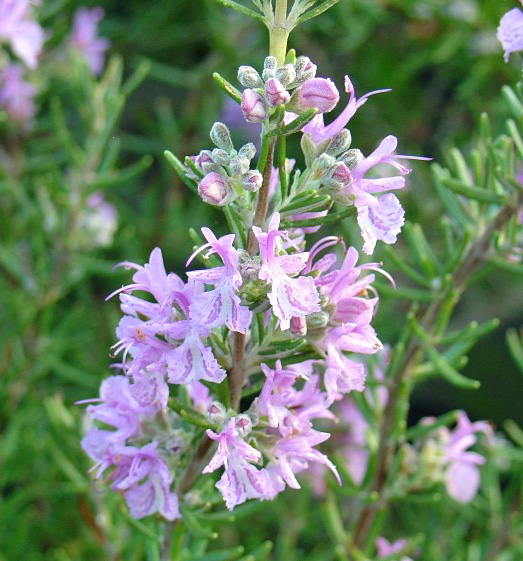 ローズマリー苗 ・ シルバースター苗(枝変わり) 2種セット 極美株 ハーブ（香草）苗なら【花育通販】 ローズマリー（マジョルカピンク