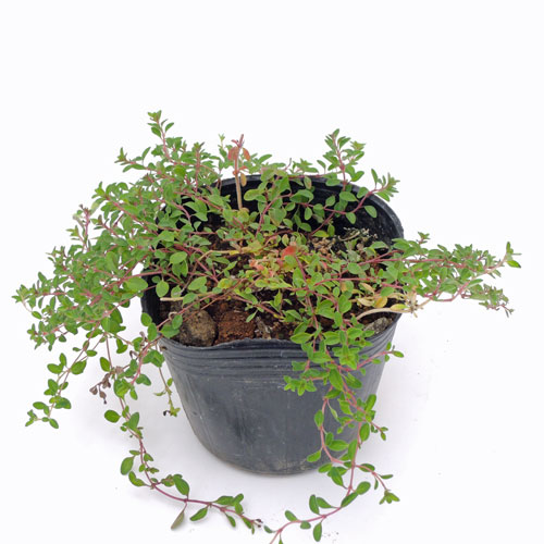 ハーブ（香草）の販売店【花育通販】　赤花クリーピングタイム