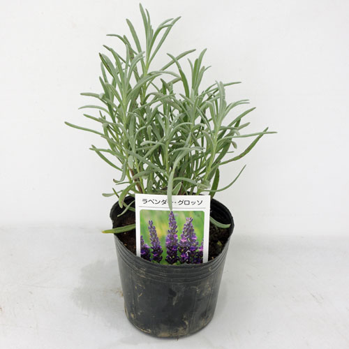 ハーブ（香草）の販売店【花育通販】　ラベンダーグロッソ