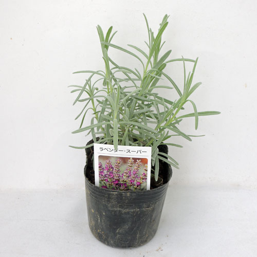 ハーブ（香草）の販売店【花育通販】　ラベンダー トルー