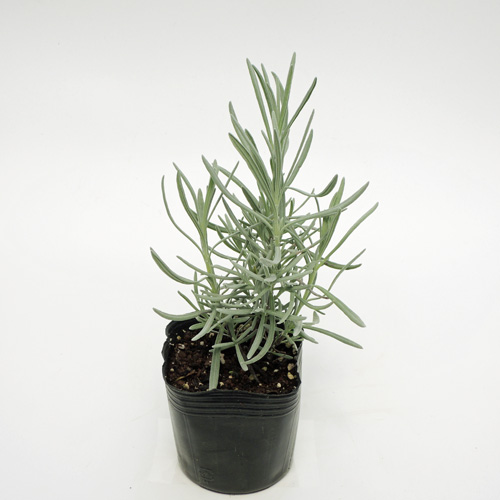 ハーブ（香草）の販売店【花育通販】　ラベンダー　グレイヘッジ