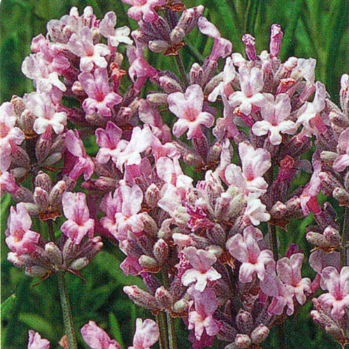 ハーブ（香草）なら【花育通販】イングリッシュラベンダー「ミス