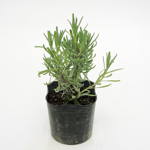 ハーブ（香草）の販売店【花育通販】　ラベンダー　ミスキャサリ