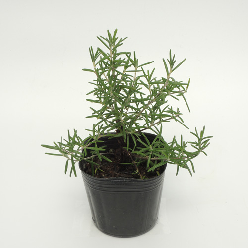 ハーブ（香草）の販売店【花育通販】　ローズマリーモーツァルトブルー