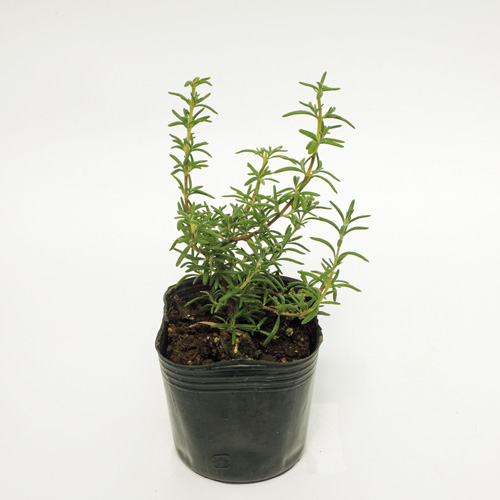 ハーブ（香草）苗なら【花育通販】 ローズマリー(ブルーボーイ)の苗を販売