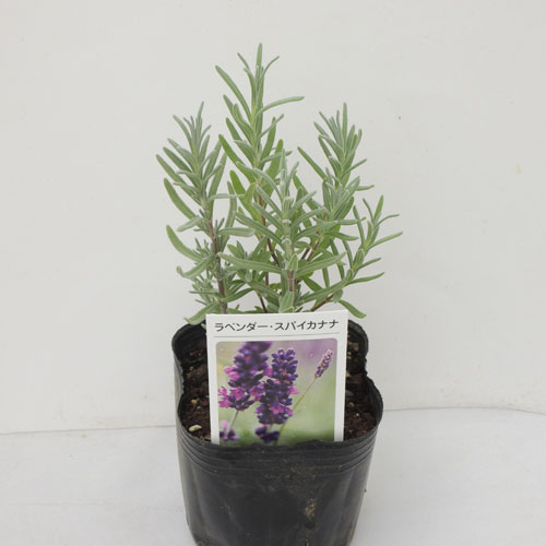 ハーブ（香草）の販売店【花育通販】　ラベンダー　スパイカナナ