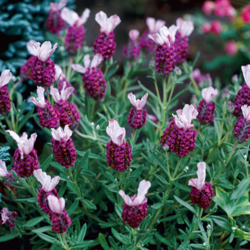 ラベンダー苗の販売店【花育通販】 フレンチラベンダー（ キューレッド