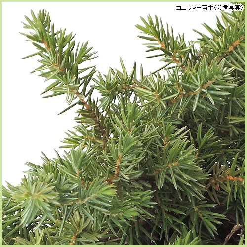 健康的なコニファー 苗木 コニファー苗木 エメラルドグリーン（5号ポット植え） : 植物・園芸