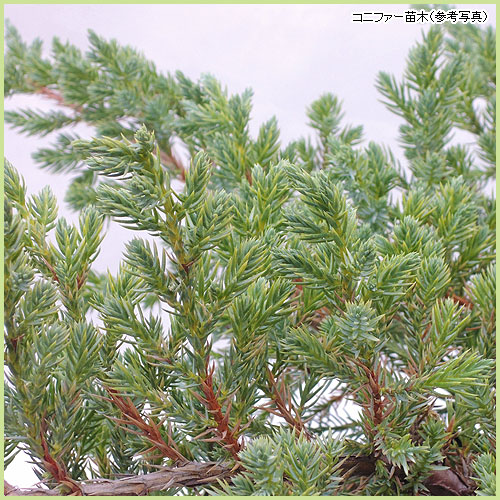 健康的なコニファー 苗木 楽天市場】コニファー 苗 【グリーンコーン （直立性）】 約0.5m