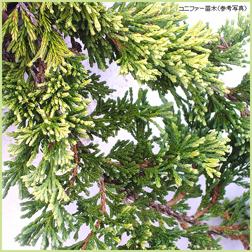花木・庭木の販売店【花育通販】コニファー苗木 ゴールデンカーペット