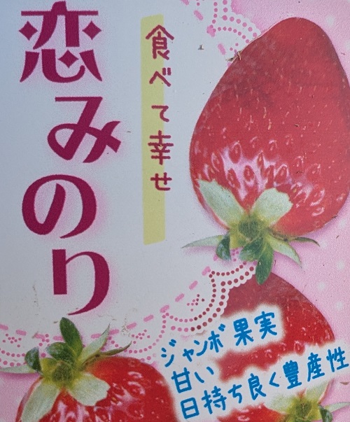 苺（イチゴ）　恋みのりの苗　 9cmポット苗　いちご