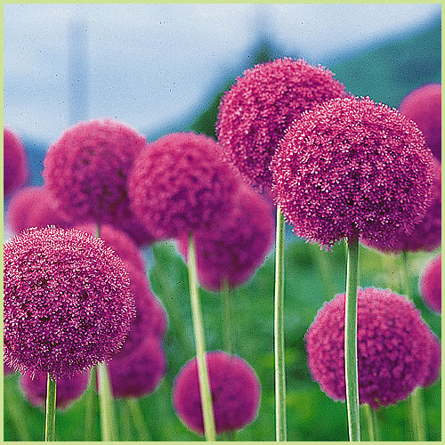 花育通販】 アリウムの苗 ギガンチュームを販売