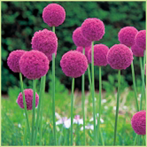 花の球根（アリウム）を販売