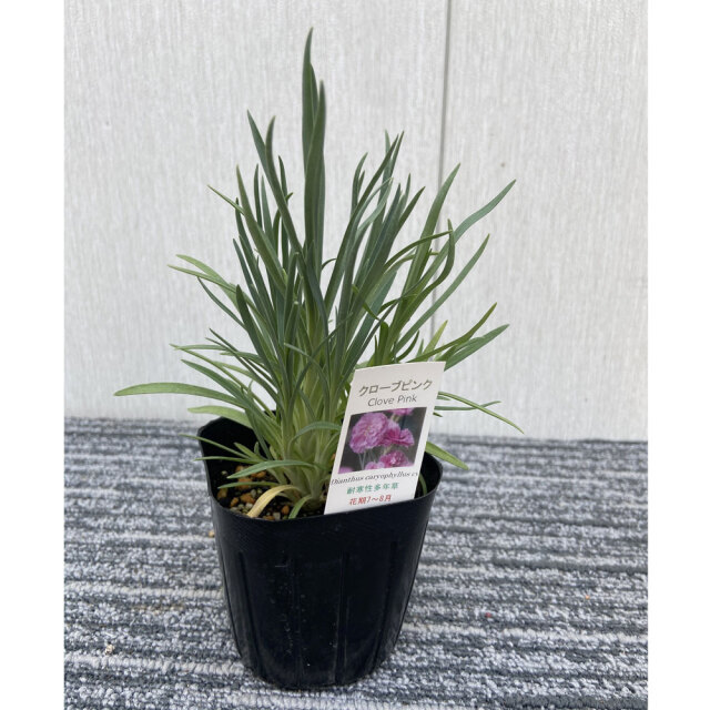 花育通販】クローブピンクの苗を販売