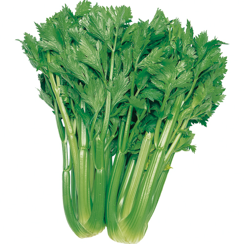 セロリ（セルリ）「トップセラー」の種【花育通販】野菜苗・タネの販売店