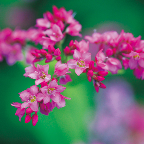 種（タネ）の販売店【花育通販】景観用植物「赤花そば・高嶺ルビー Neo」の種（タネ）