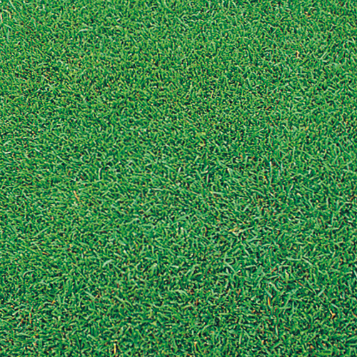 種（タネ）の販売店【花育通販】寒冷地型芝生「ケンタッキーブルーグラス・ムーンライトSLT」の種