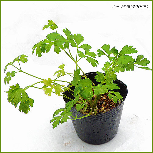ハーブ（香草）の苗なら【花育通販】 イタリアンパセリの苗を販売