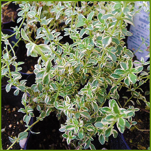 ハーブ（香草）の苗の育て方