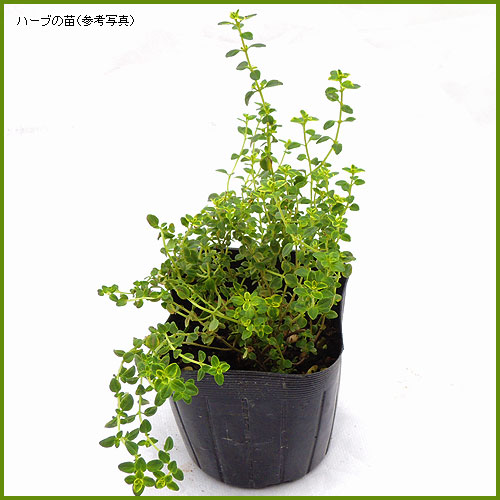 ハーブ（香草）の苗を販売