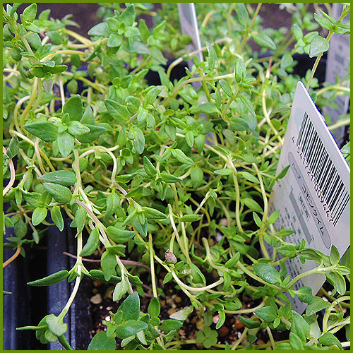 ハーブ（香草）の苗の育て方