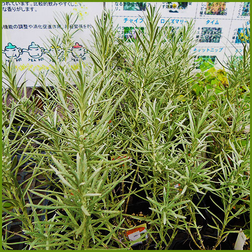 ハーブ（香草）の苗の育て方