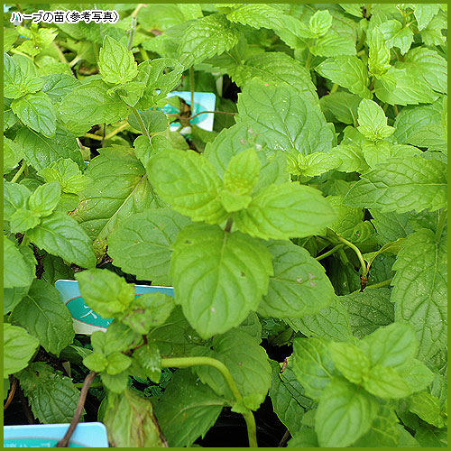 ハーブ（香草）苗の育て方