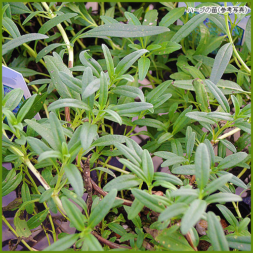 ハーブ（香草）苗の育て方