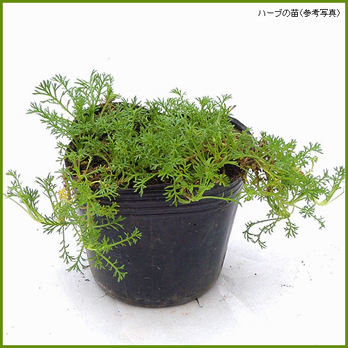 ハーブ（香草）苗なら【花育通販】 カモミールの苗を販売