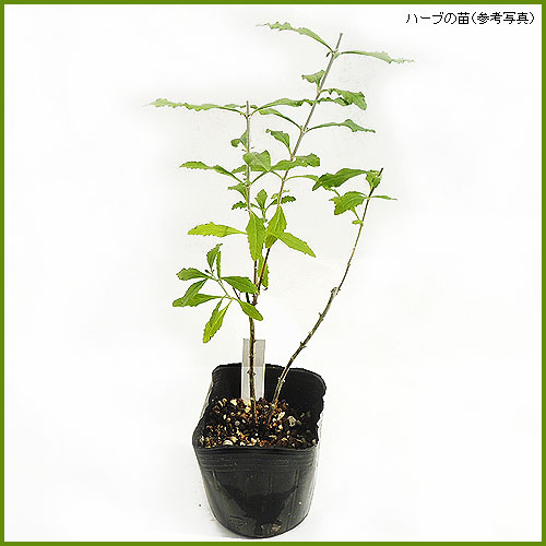 ハーブ（香草）の苗を販売