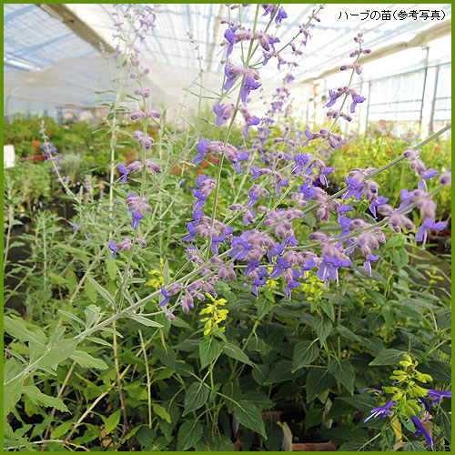 ハーブ（香草）苗の育て方