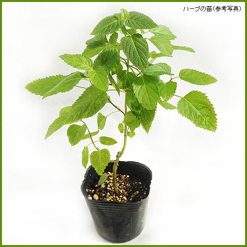 ハーブ（香草）苗なら【花育通販】 メドーセージ（メドウセージ）の苗