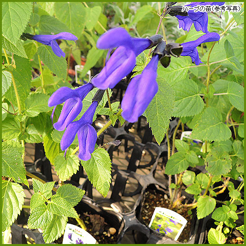 ハーブ（香草）苗なら【花育通販】 メドーセージ（メドウセージ）の苗