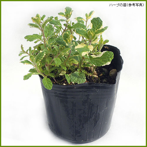 ハーブ（香草）苗なら【花育通販】 パイナップルミントの苗を販売