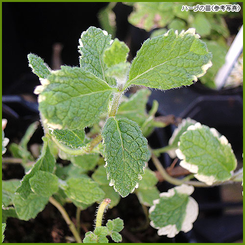 ハーブ（香草）苗の育て方