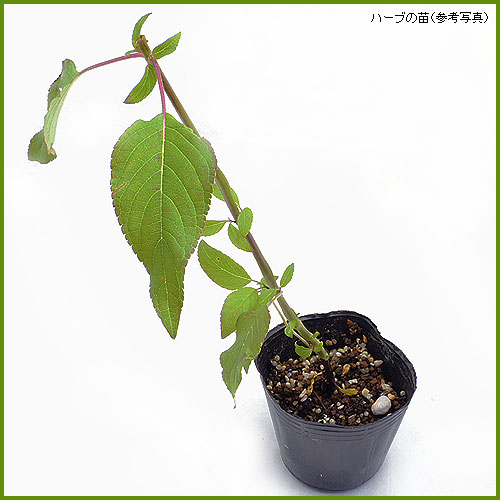 ハーブ（香草）の苗を販売