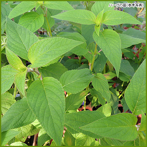 ハーブ（香草）苗の育て方