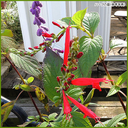 ハーブ（香草）の苗を販売