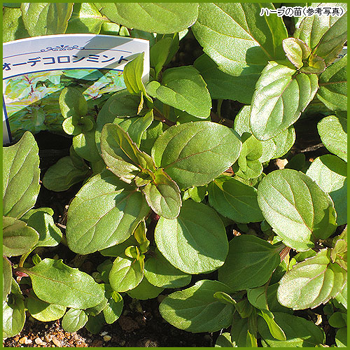 ハーブ（香草）苗の育て方